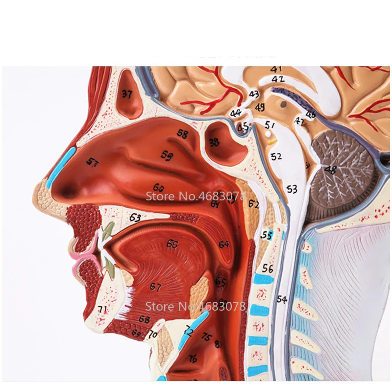 Head Neck Superficial Nerve Vascular Muscle Model,Human,skull with muscle And Nerve blood vessel,School medical teaching supply - Image 5