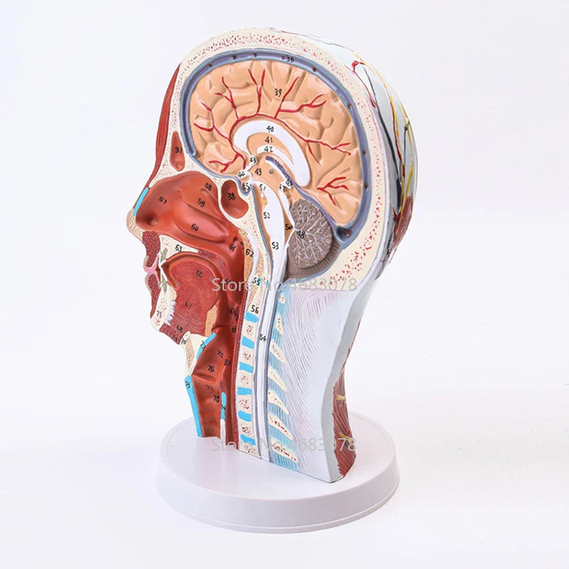 Head Neck Superficial Nerve Vascular Muscle Model,Human,skull with muscle And Nerve blood vessel,School medical teaching supply - Image 6
