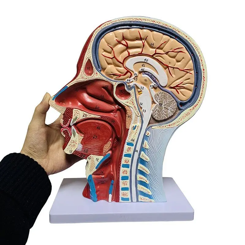 High quality human, skull with muscles and neurovascular, head part brain, human anatomy model. School Medicine Teaching - Image 2