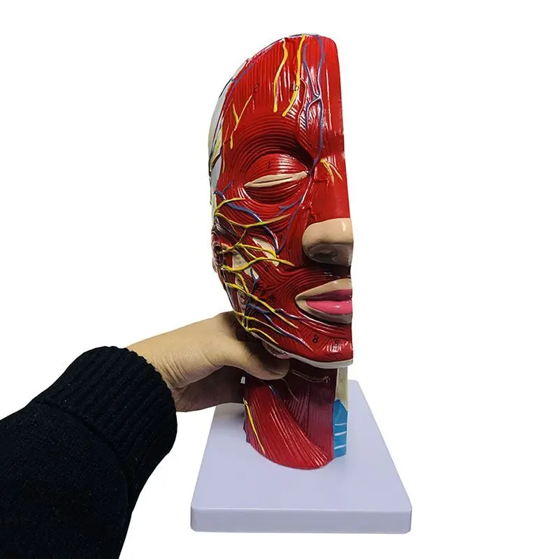 High quality human, skull with muscles and neurovascular, head part brain, human anatomy model. School Medicine Teaching - Image 3