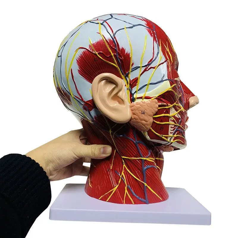 High quality human, skull with muscles and neurovascular, head part brain, human anatomy model. School Medicine Teaching - Image 4