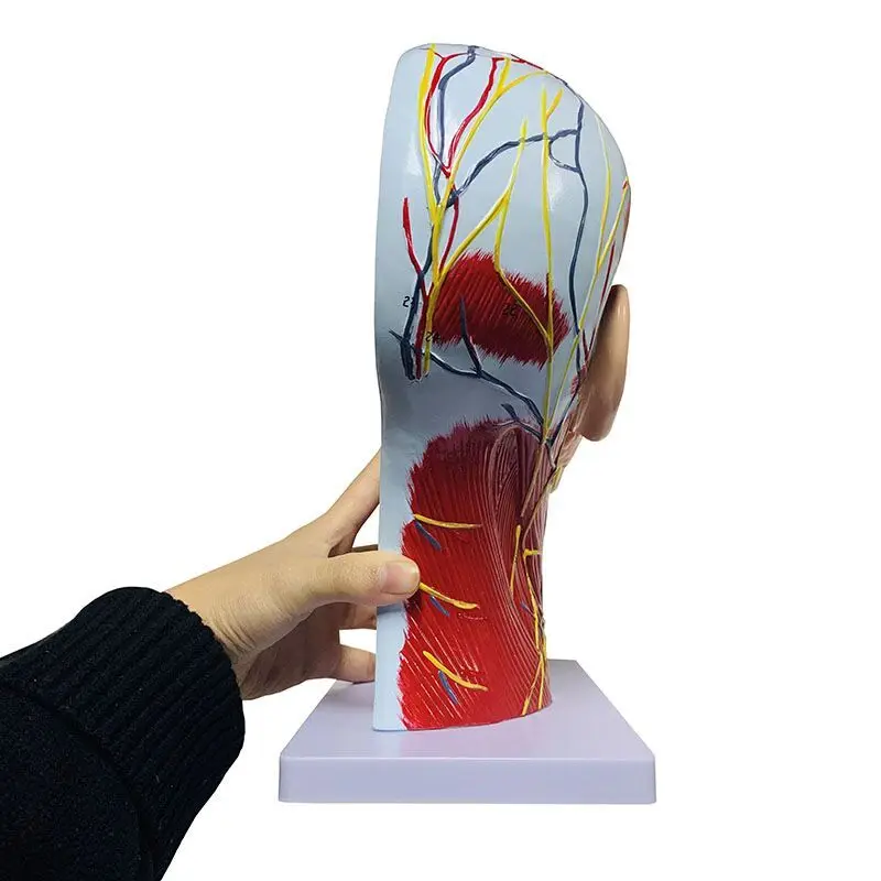 High quality human, skull with muscles and neurovascular, head part brain, human anatomy model. School Medicine Teaching - Image 5
