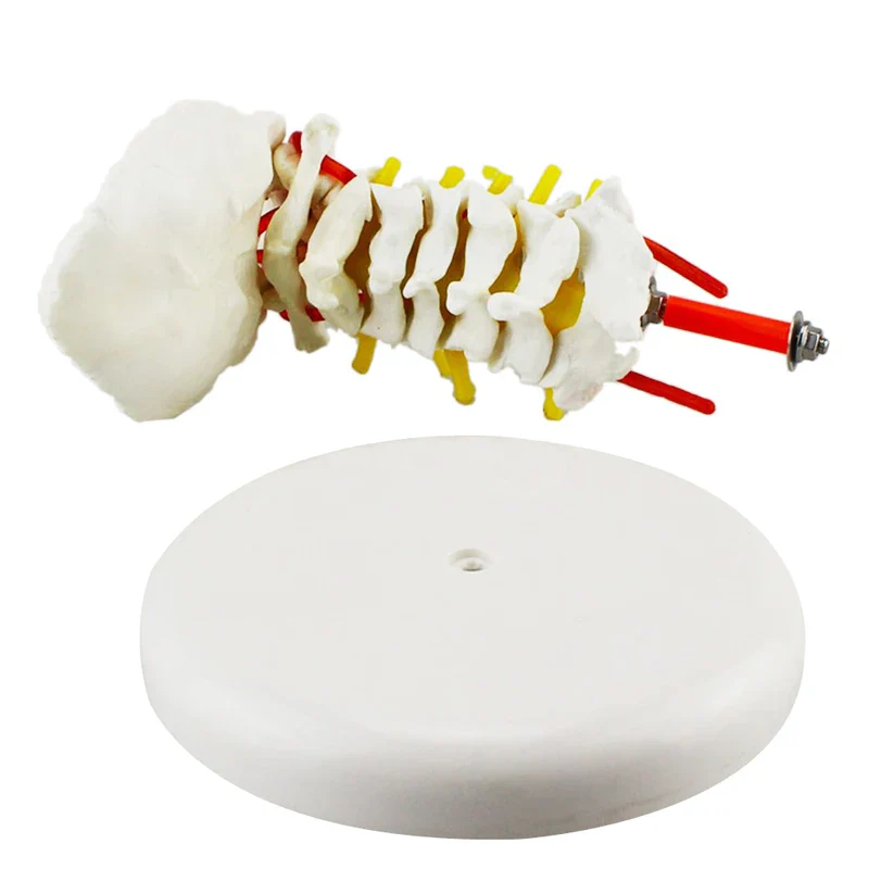 Human Anatomical Model Cervical Vertebra Model Cervical Spine with Neck Artery Occipital Bone Disc and Nerve Model - Image 3