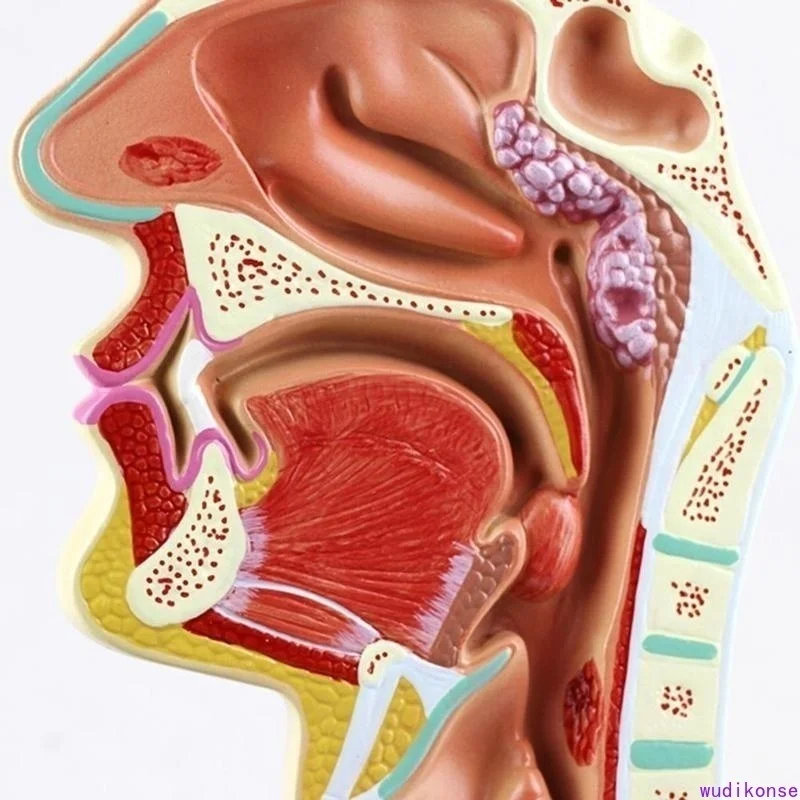Human Anatomical Nasal Cavity Throat Anatomy Medical Pathology Model Good Teaching Presentation Tool - Image 2