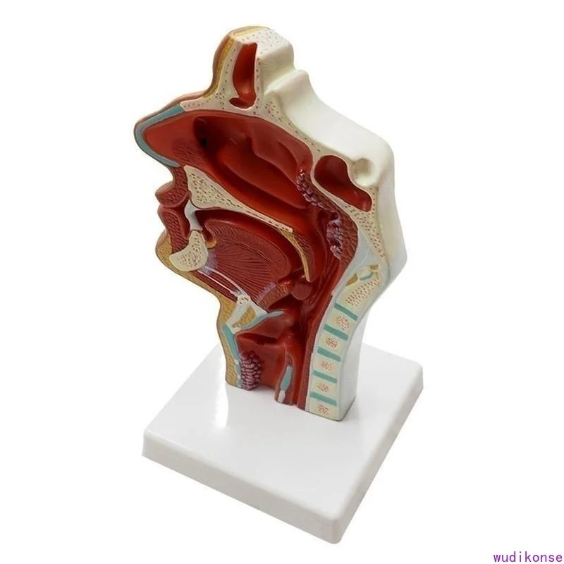 Human Anatomical Nasal Cavity Throat Anatomy Medical Pathology Model Good Teaching Presentation Tool - Image 3