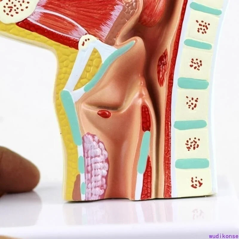 Human Anatomical Nasal Cavity Throat Anatomy Medical Pathology Model Good Teaching Presentation Tool - Image 4
