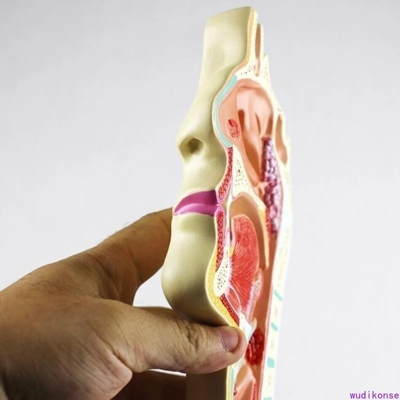 Human Anatomical Nasal Cavity Throat Anatomy Medical Pathology Model Good Teaching Presentation Tool - Image 5
