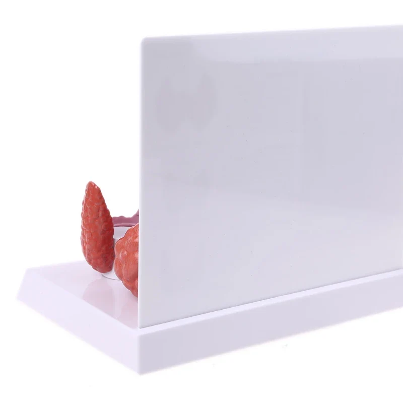 Human Anatomical Thyroid Gland Model Pathology Anatomy Digestive System Display Study Teaching Tool Halloween - Image 5