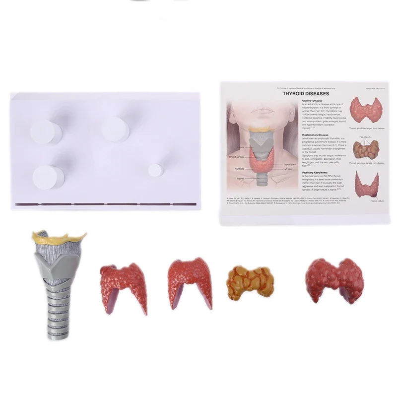 Human Anatomical Thyroid Gland Model Pathology Anatomy Digestive System Display Study Teaching Tool Halloween - Image 7