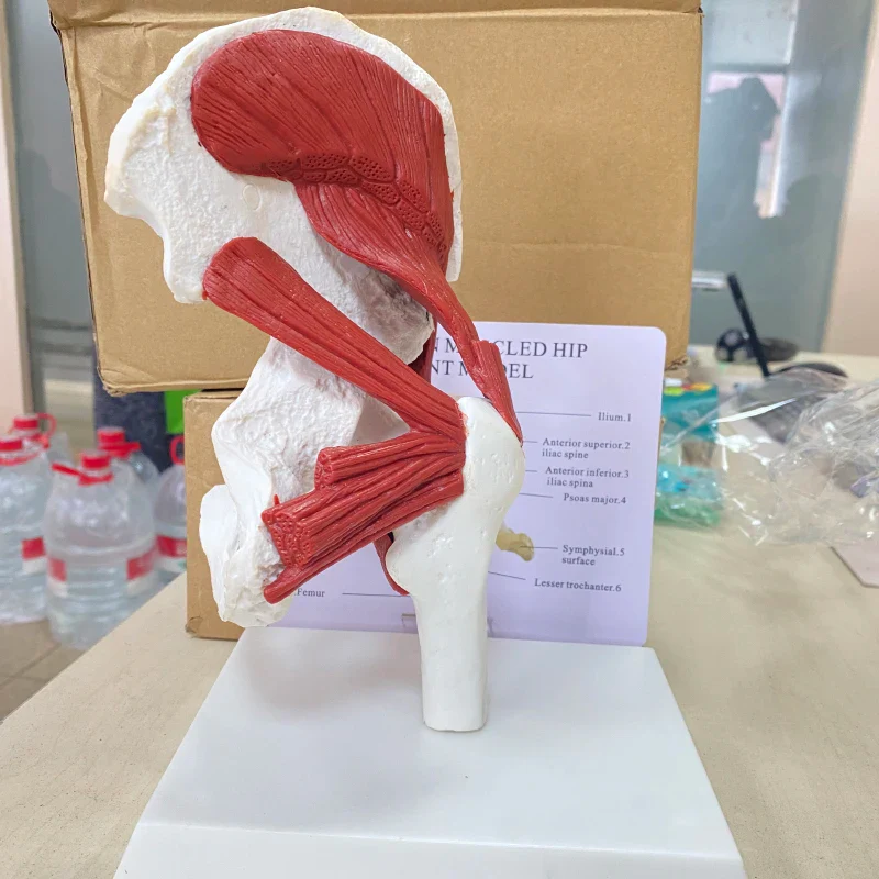 Human anatomy skeleton Life Size 1: 1 Muscles attached to the hip joint model - Image 2