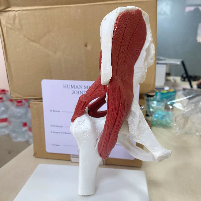 Human anatomy skeleton Life Size 1: 1 Muscles attached to the hip joint model - Image 3