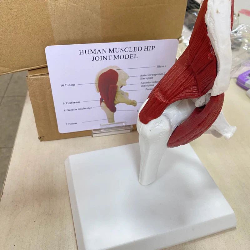 Human anatomy skeleton Life Size 1: 1 Muscles attached to the hip joint model - Image 4
