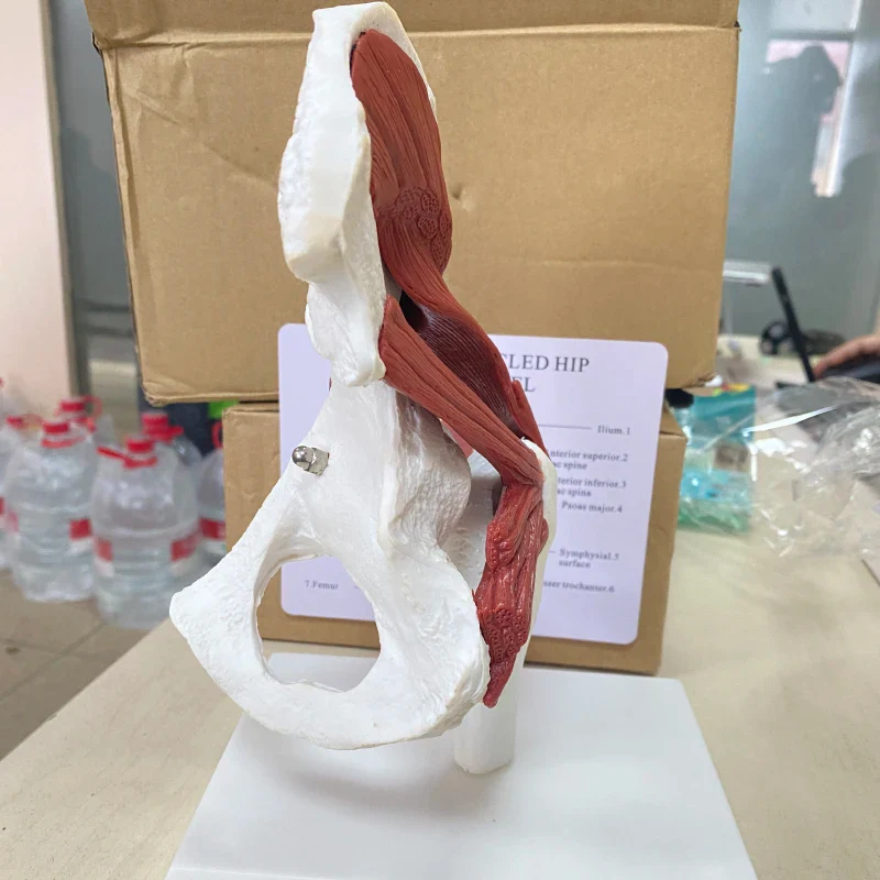 Human anatomy skeleton Life Size 1: 1 Muscles attached to the hip joint model - Image 5