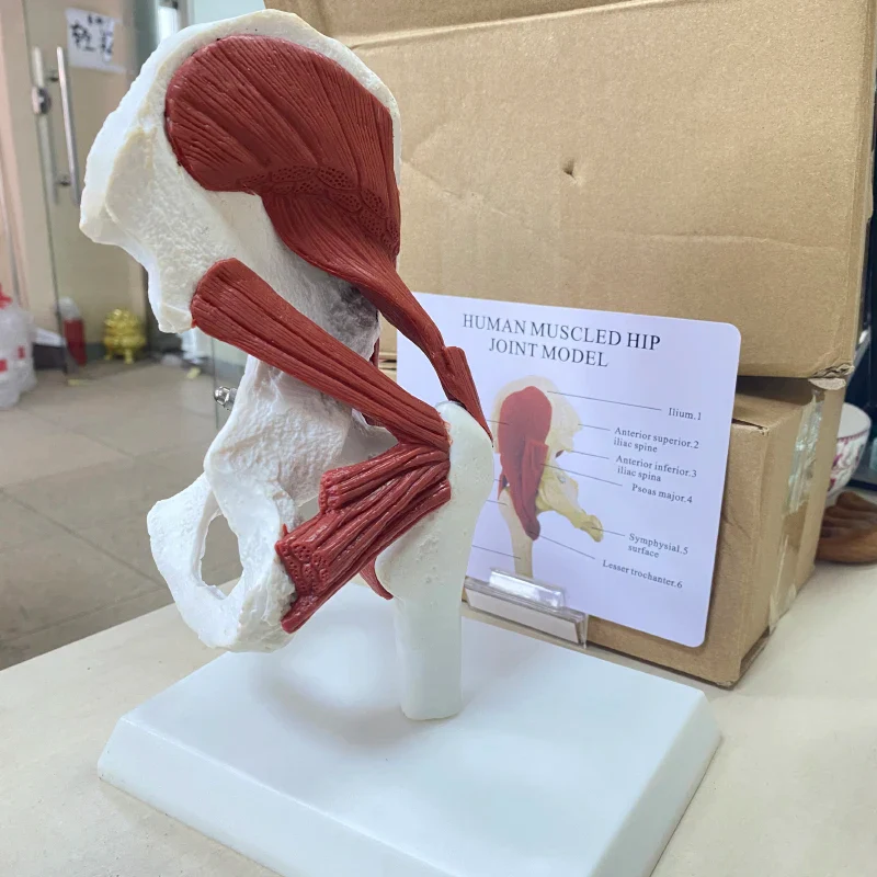 Human anatomy skeleton Life Size 1: 1 Muscles attached to the hip joint model - Image 6