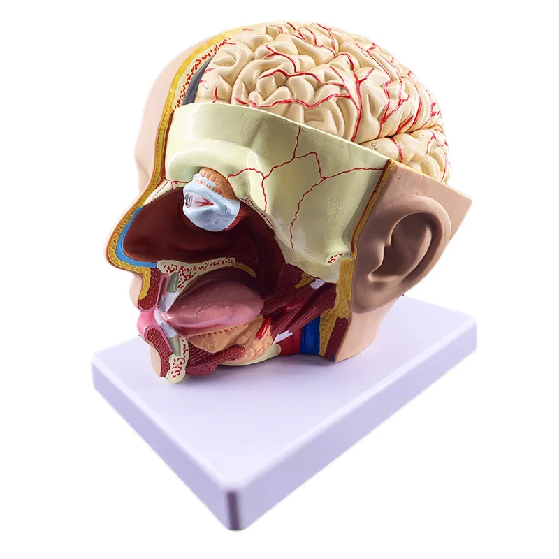 Human Brain Anatomy Model Medical Science Teaching Resources - Image 2