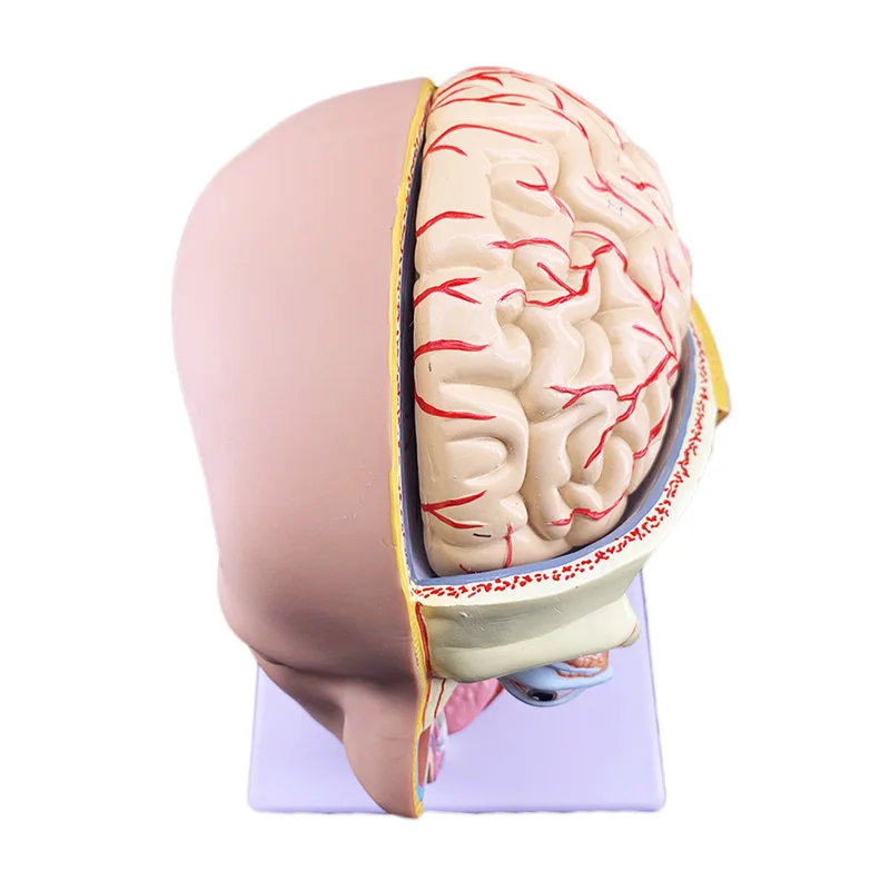 Human Brain Anatomy Model Medical Science Teaching Resources - Image 3