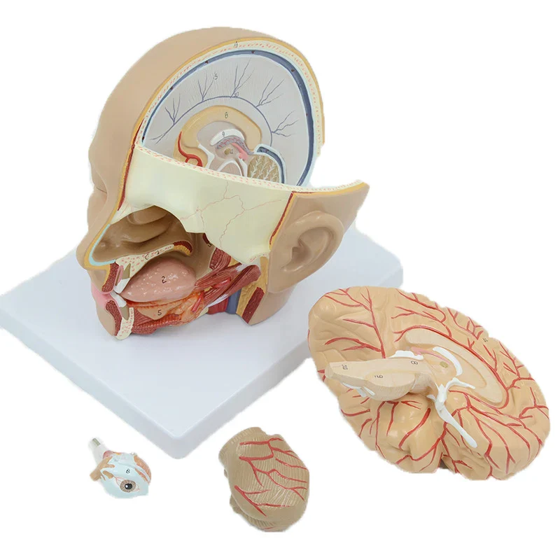 Human Brain Anatomy Model Medical Science Teaching Resources - Image 4