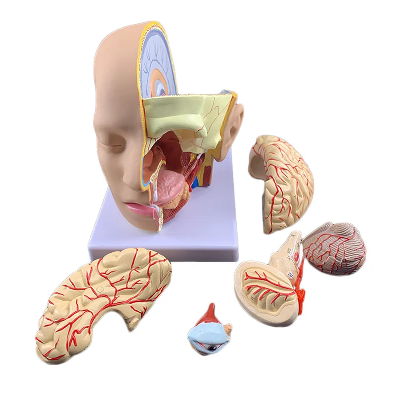 Human Brain Anatomy Model Medical Science Teaching Resources - Image 5