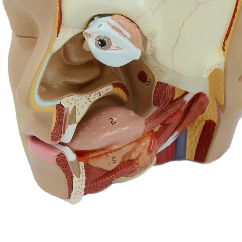 Human Brain Anatomy Model Medical Science Teaching Resources - Image 6