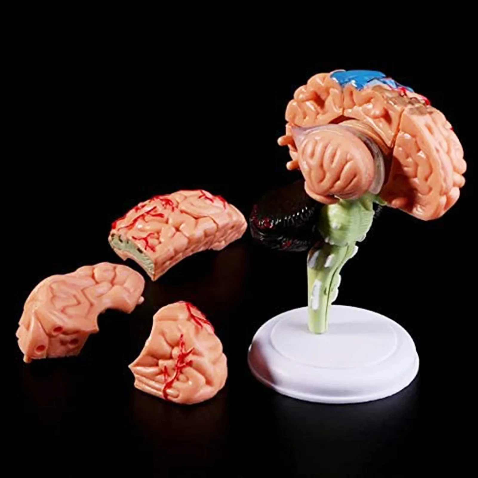 Human Brain Model Removable Anatomical Human Internal Brain Model Medical Sculptures Teaching Tool Model Home Decor Accessories - Image 3