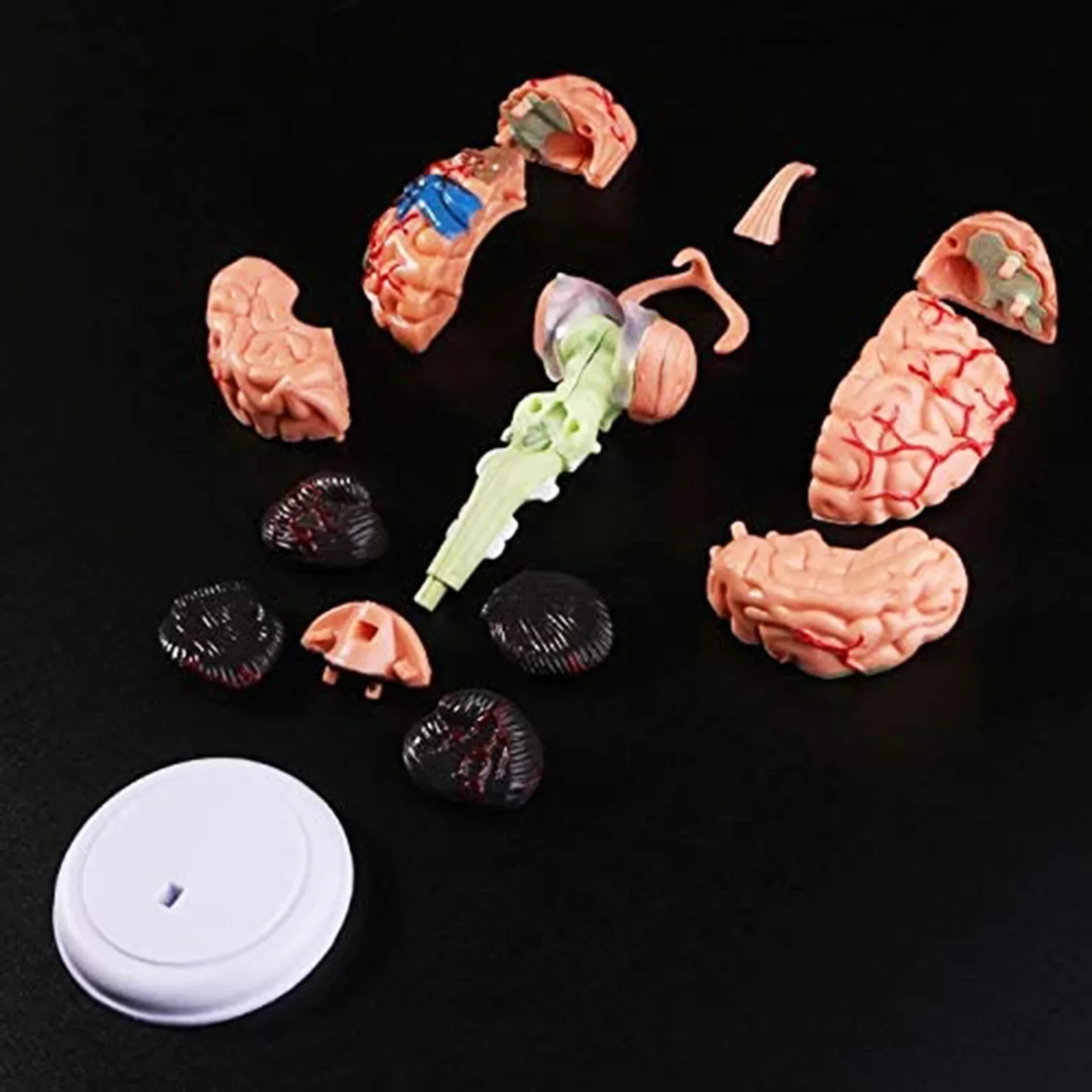 Human Brain Model Removable Anatomical Human Internal Brain Model Medical Sculptures Teaching Tool Model Home Decor Accessories - Image 4