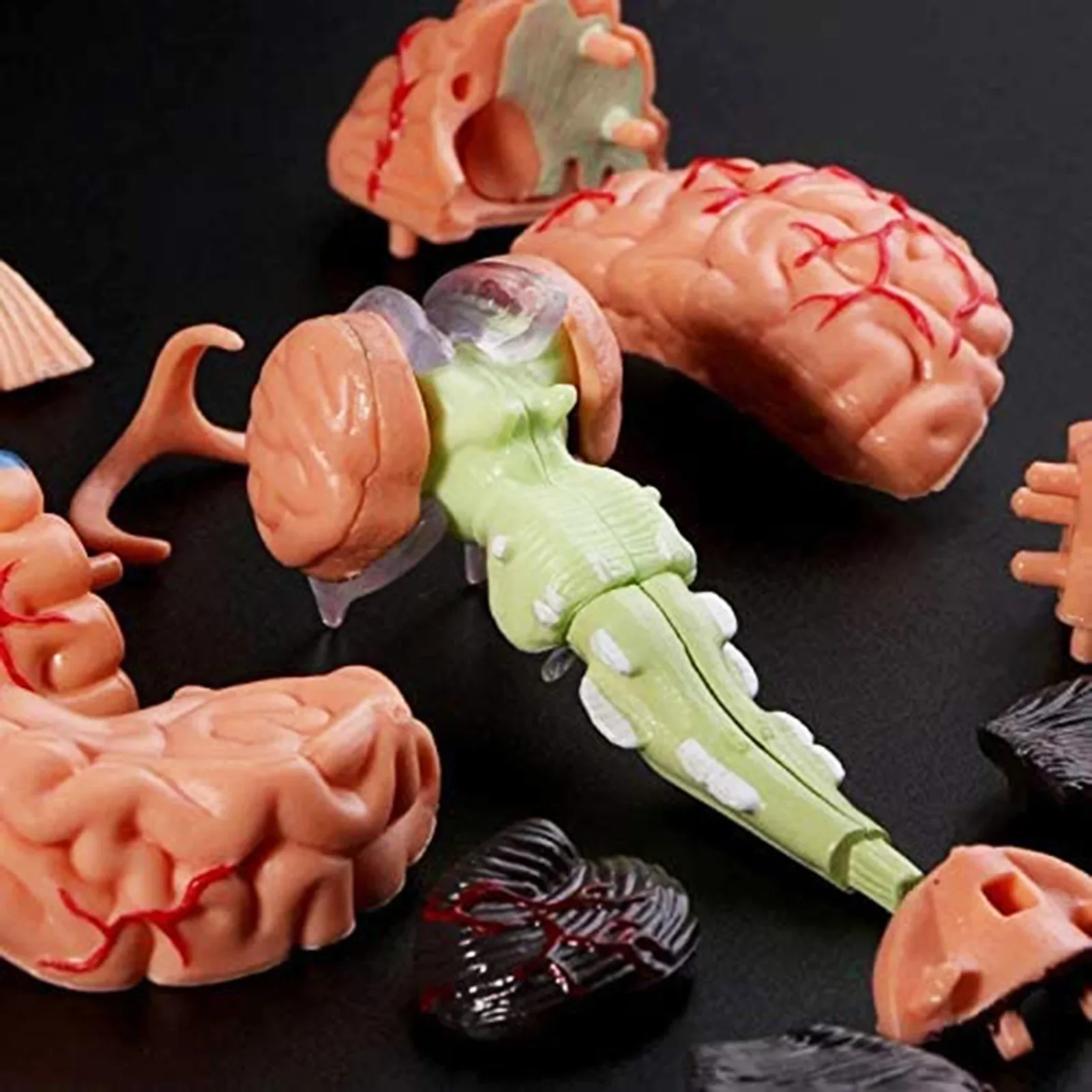 Human Brain Model Removable Anatomical Human Internal Brain Model Medical Sculptures Teaching Tool Model Home Decor Accessories - Image 5