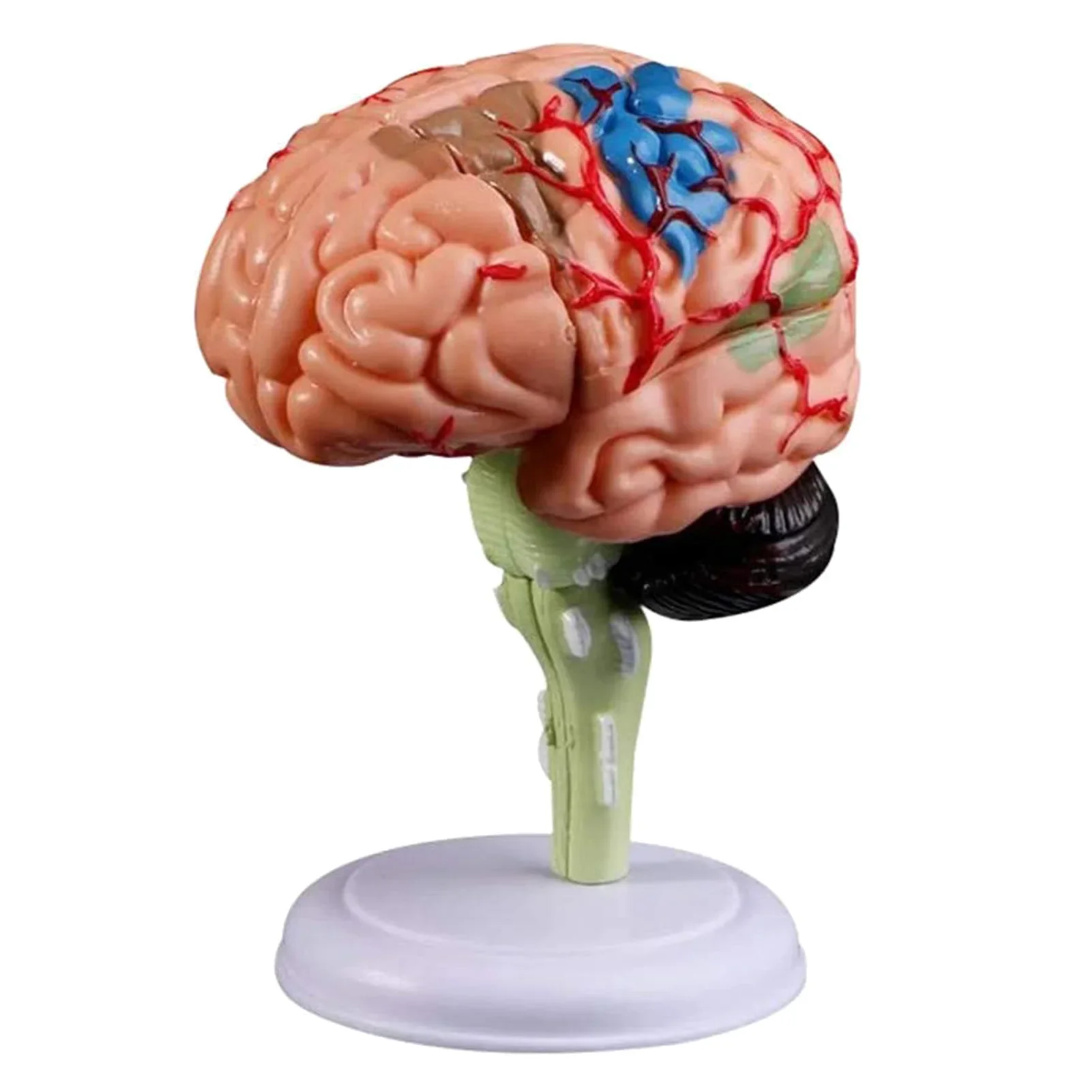 Human Brain Model Removable Anatomical Human Internal Brain Model Medical Sculptures Teaching Tool Model Home Decor Accessories - Image 6