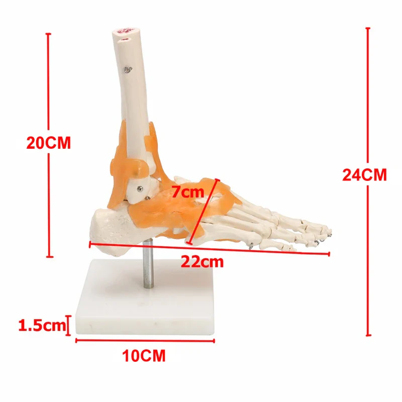 Human Foot Ankle Joint Ligament Skeleton Medical Anatomy Model - Image 2