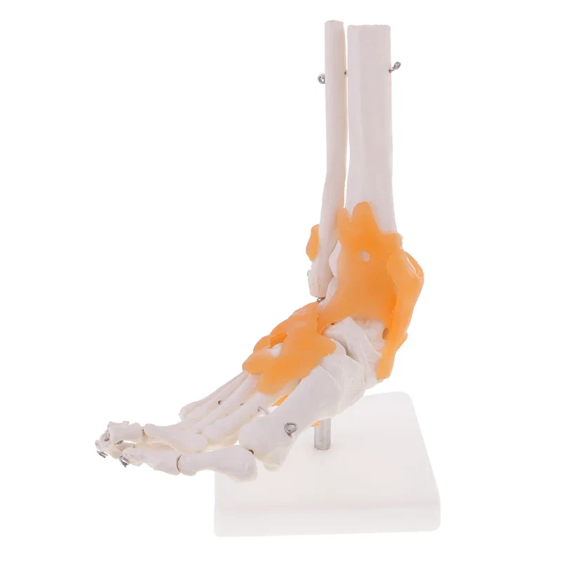 Human Foot Ankle Joint Ligament Skeleton Medical Anatomy Model - Image 3