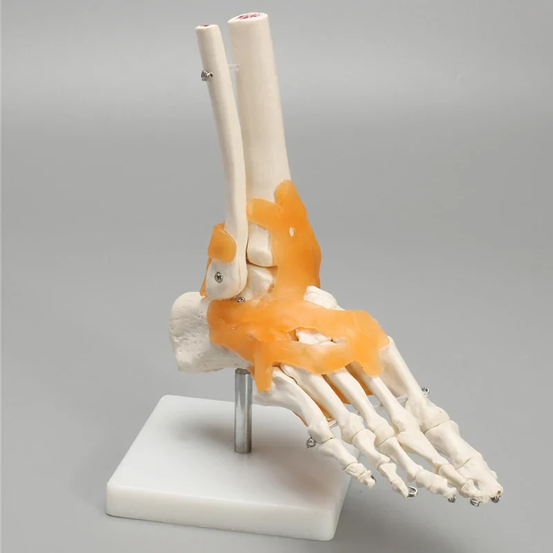 Human Foot Ankle Joint Ligament Skeleton Medical Anatomy Model - Image 4