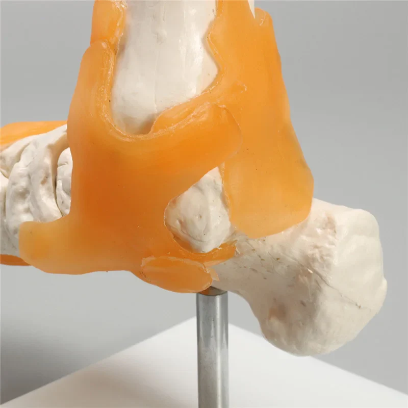 Human Foot Ankle Joint Ligament Skeleton Medical Anatomy Model - Image 5