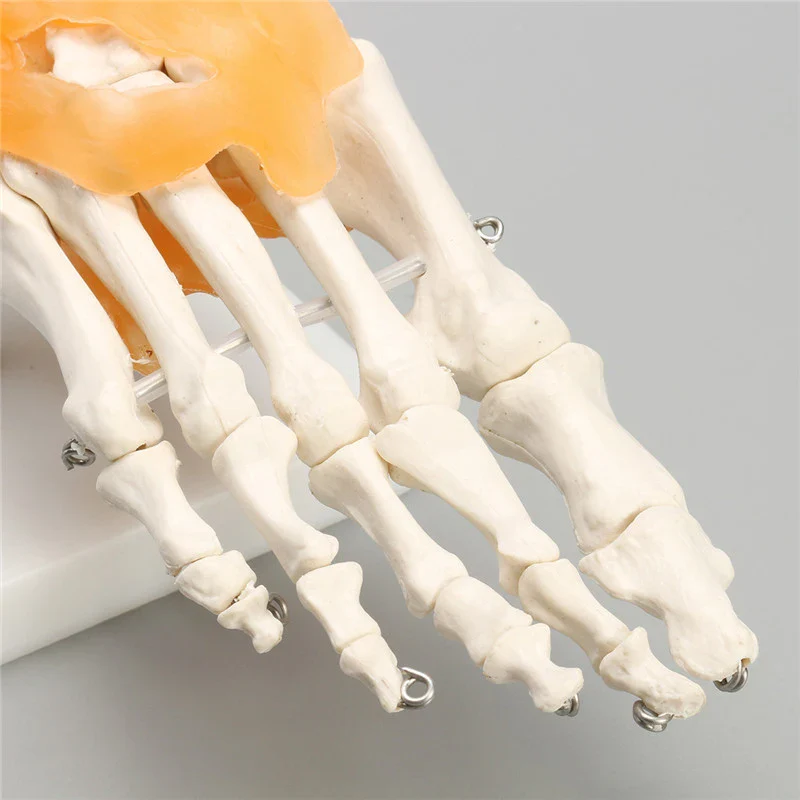 Human Foot Ankle Joint Ligament Skeleton Medical Anatomy Model - Image 6