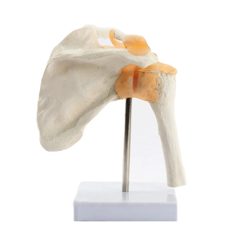 Human Functional Shoulder Joint Anatomy Model Medical Science Teaching Resources - Image 4