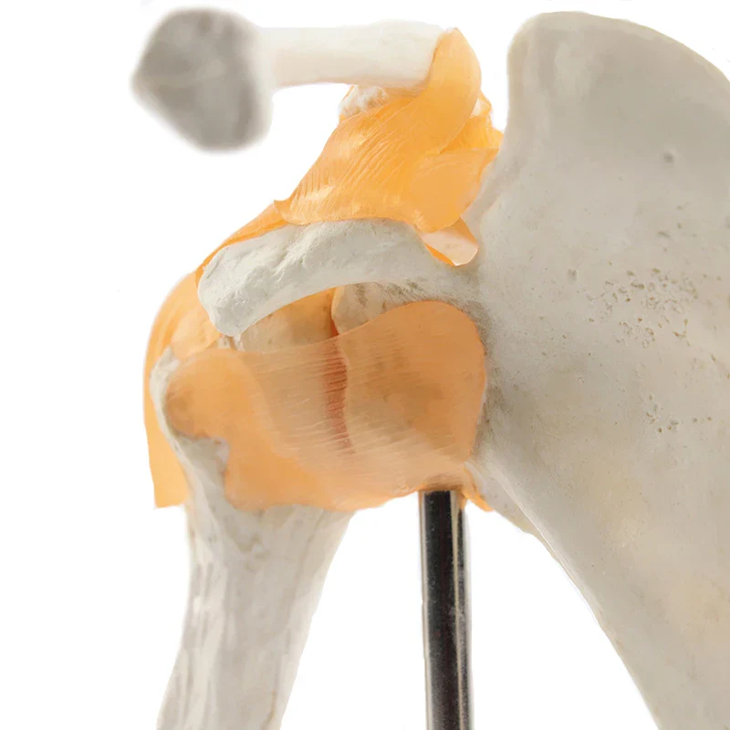 Human Functional Shoulder Joint Anatomy Model Medical Science Teaching Resources - Image 6