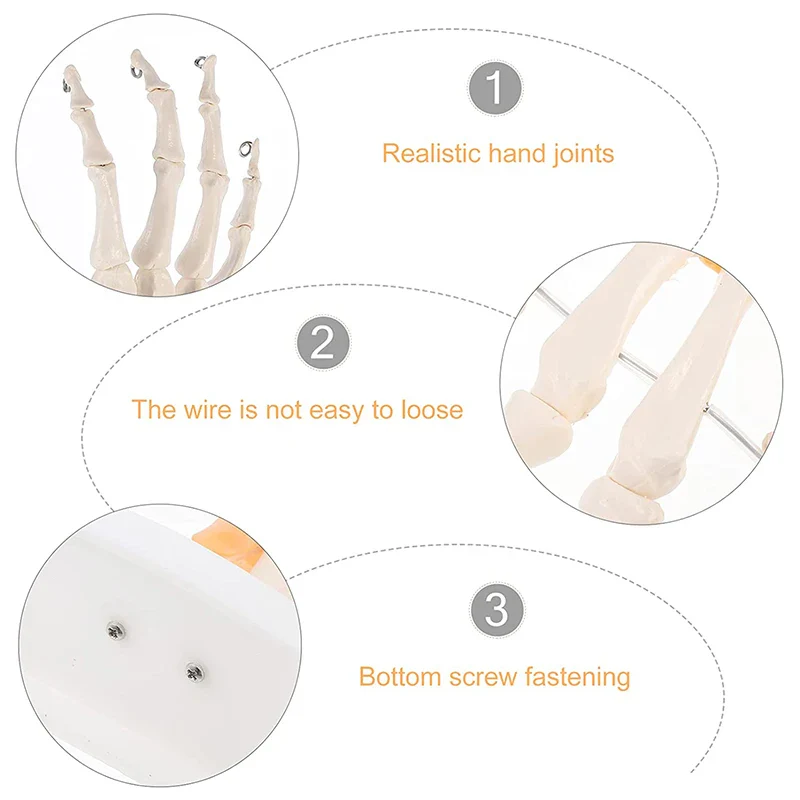 Human Hand Joint Anatomy Model Medical Science Teaching Resources - Image 5