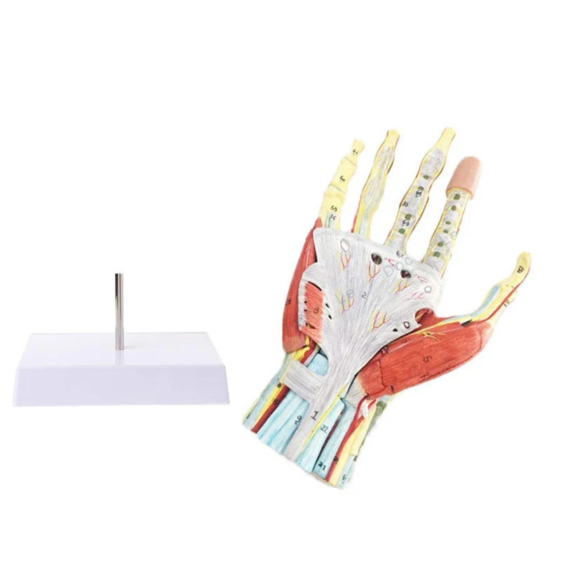 Human Hand Skeleton Anatomy Model with Muscle Ligament Nerve Blood Vessel Medical Science Teaching Resources - Image 2