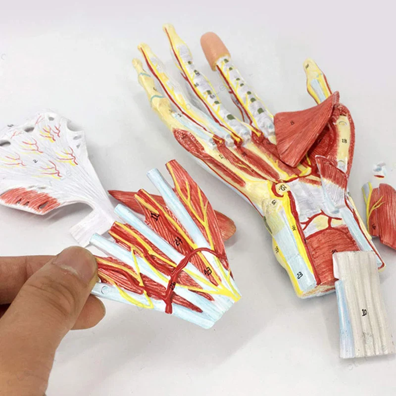 Human Hand Skeleton Anatomy Model with Muscle Ligament Nerve Blood Vessel Medical Science Teaching Resources - Image 3