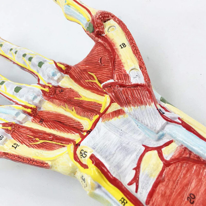 Human Hand Skeleton Anatomy Model with Muscle Ligament Nerve Blood Vessel Medical Science Teaching Resources - Image 4