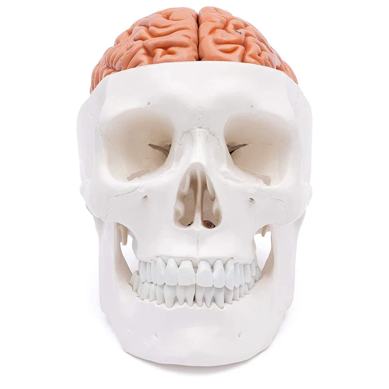 Human Head Skull with Brain Anatomy Model Medical Science Teaching Resources - Image 2