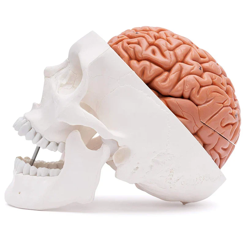 Human Head Skull with Brain Anatomy Model Medical Science Teaching Resources - Image 3