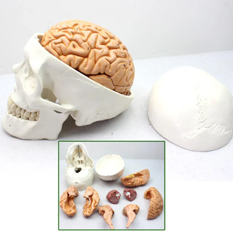 Human Head Skull with Brain Anatomy Model Medical Science Teaching Resources - Image 4