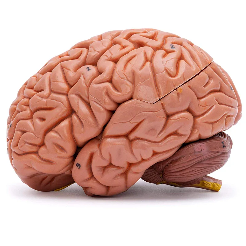 Human Head Skull with Brain Anatomy Model Medical Science Teaching Resources - Image 5