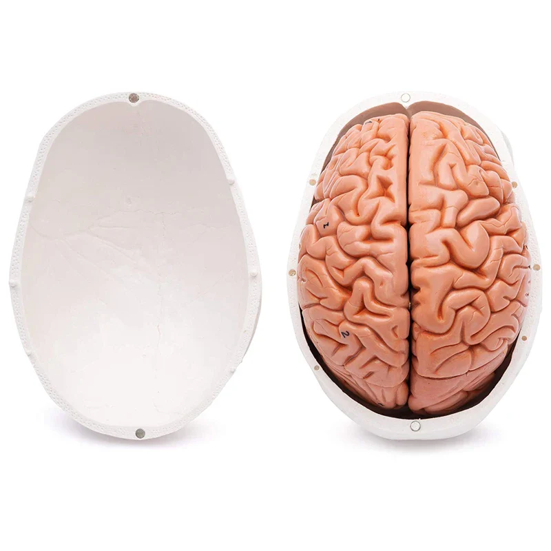 Human Head Skull with Brain Anatomy Model Medical Science Teaching Resources - Image 6