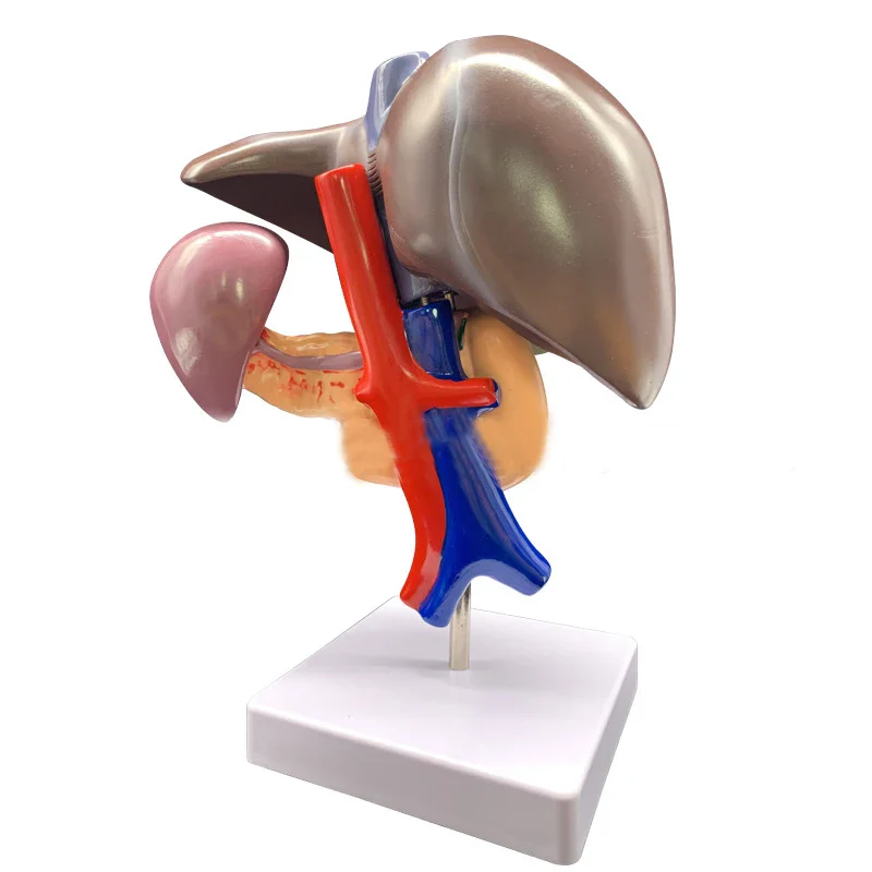 Human Liver Pancreas Duodenum Anatomy Model Medical Teaching Resources - Image 2