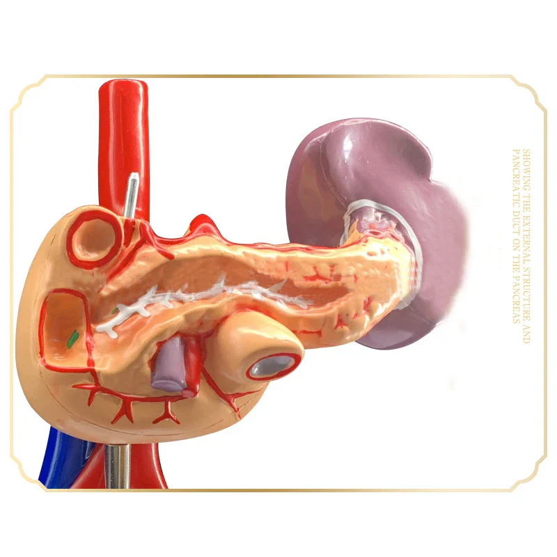 Human Liver Pancreas Duodenum Anatomy Model Medical Teaching Resources - Image 3