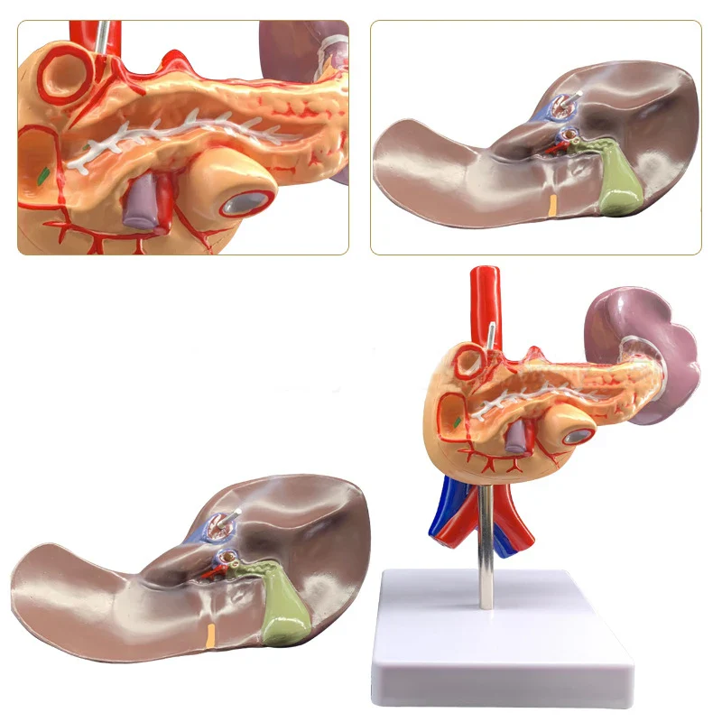 Human Liver Pancreas Duodenum Anatomy Model Medical Teaching Resources - Image 4