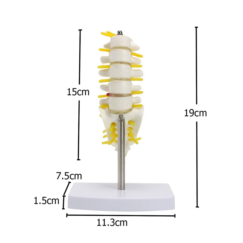 Human Lumbar Spine Model Anatomy Model Medical Spine Statues Medical Science Teaching Resources - Image 3