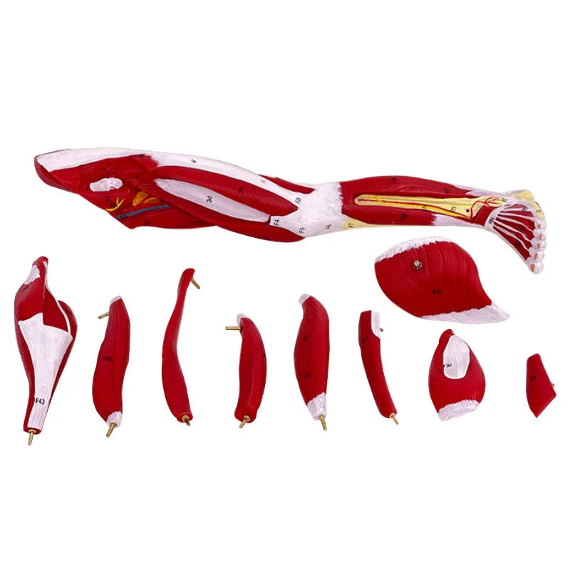 Human muscle structure of upper limbs lower limbs leg muscles blood vessels and nerves Model - Image 3