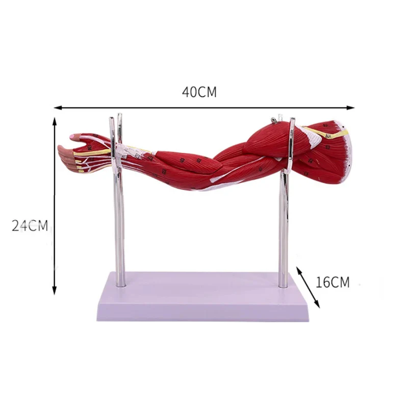 Human muscle structure of upper limbs lower limbs leg muscles blood vessels and nerves Model - Image 6