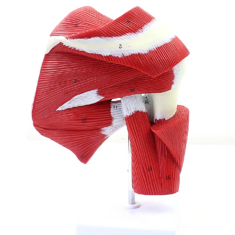 Human Shoulder Joint Muscle Biology Sports Science Anatomy Model - Image 2
